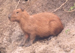 capybara